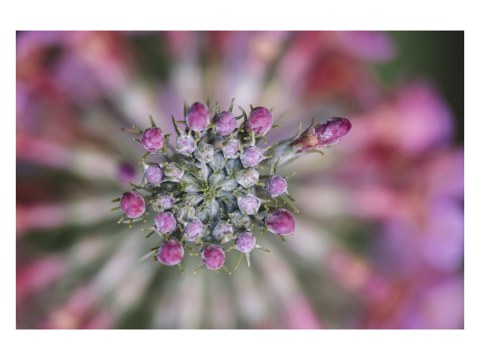 Blüten der Kugelprimel