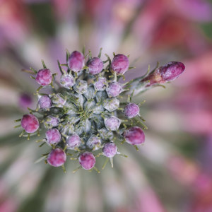 Blüten der Kugelprimel