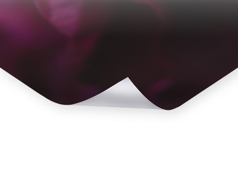 Blütenblaetter der Pfingsrose