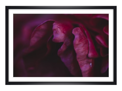 Blütenblaetter der Pfingsrose