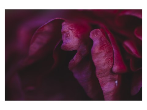 Blütenblaetter der Pfingsrose