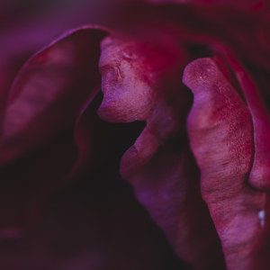 Blütenblaetter der Pfingsrose