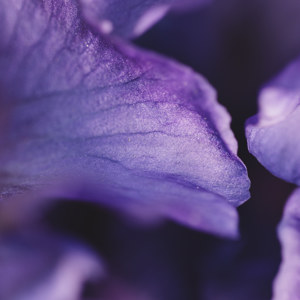 Blütenblaetter der Schwertlilie