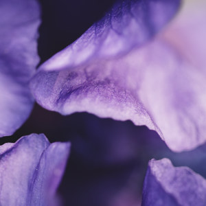 Blütenblaetter einer Schwertlilie