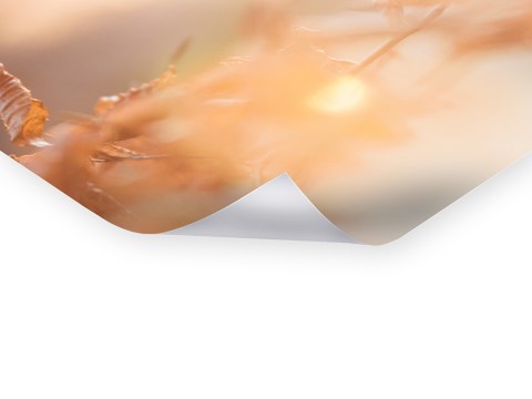 Buchenlaub in leuchtendem Sonnenuntergang