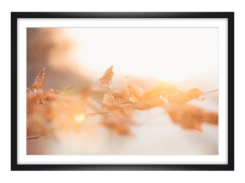 Buchenlaub in leuchtendem Sonnenuntergang