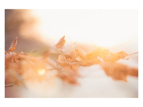 Buchenlaub in leuchtendem Sonnenuntergang