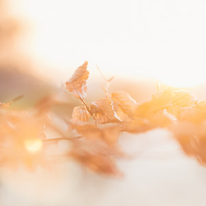 Buchenlaub in leuchtendem Sonnenuntergang