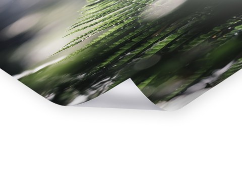 Farn in der Fruehlingssonne