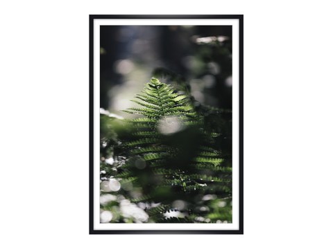 Farn in der Fruehlingssonne