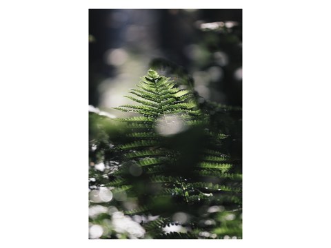 Farn in der Fruehlingssonne