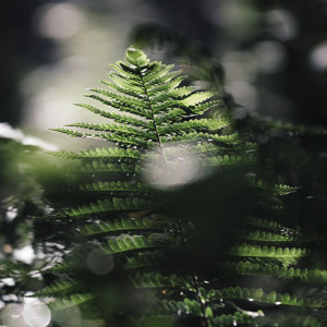 Farn in der Fruehlingssonne