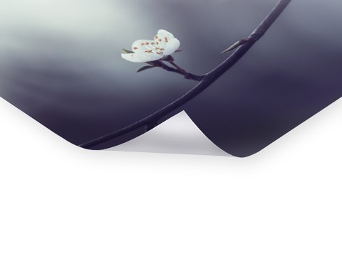 Fruehlingskirschblueten