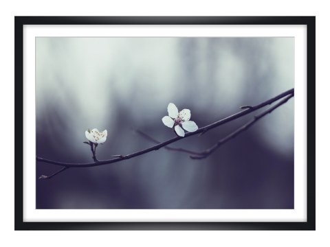 Fruehlingskirschblueten