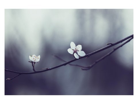 Fruehlingskirschblueten