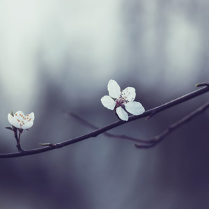 Fruehlingskirschblueten