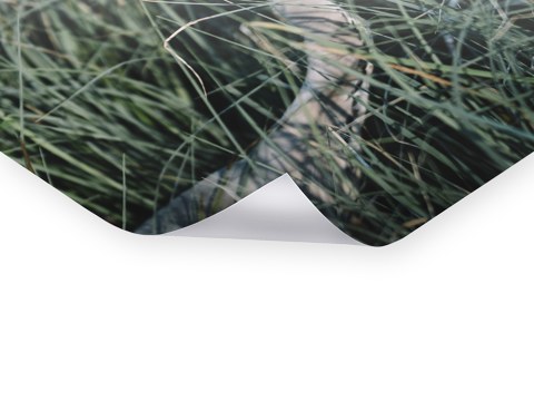 Graureiher auf der Pirsch