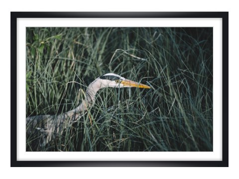 Graureiher auf der Pirsch