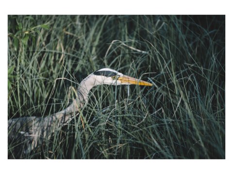 Graureiher auf der Pirsch