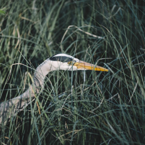 Graureiher auf der Pirsch