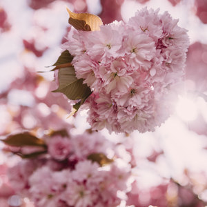 Kirschblueten Sonnenlicht