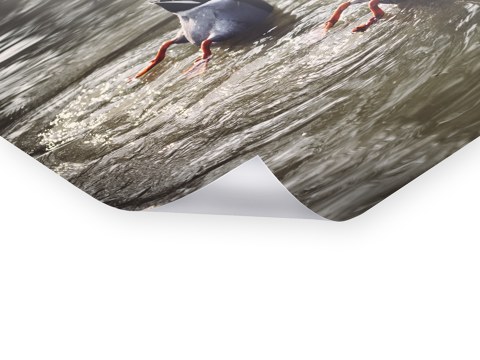 Koepfechen in das Wasser Schwaenzchen in die Hoeh