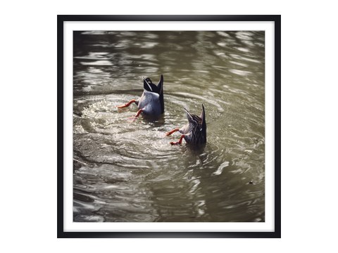 Koepfechen in das Wasser Schwaenzchen in die Hoeh