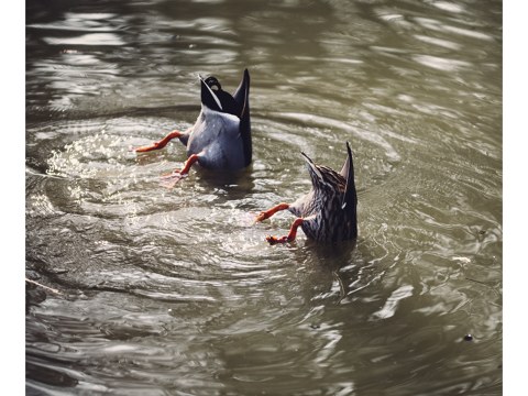 Koepfechen in das Wasser Schwaenzchen in die Hoeh