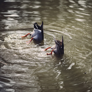 Koepfechen in das Wasser Schwaenzchen in die Hoeh