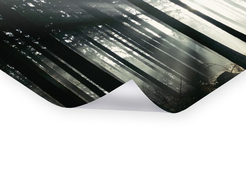 Lichtstrahlen im Teutoburger Wald