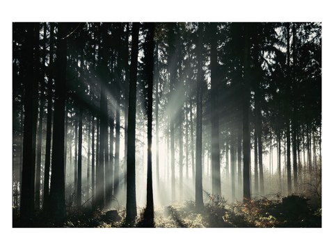 Lichtstrahlen im Teutoburger Wald