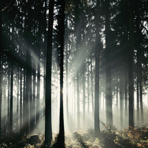 Lichtstrahlen im Teutoburger Wald