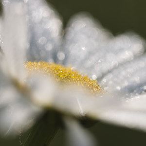 Margeritenbluete mit Morgentau