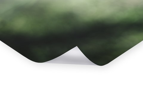 Mohnbluete im Lichtschein der Sonne