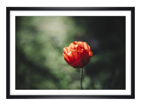 Mohnbluete im Lichtschein der Sonne