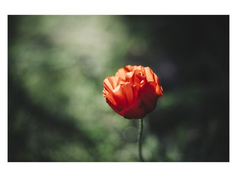 Mohnbluete im Lichtschein der Sonne