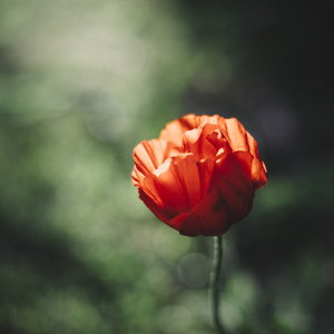 Mohnbluete im Lichtschein der Sonne