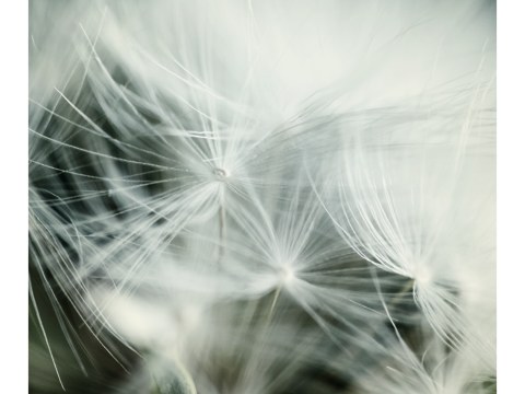 Pusteblume