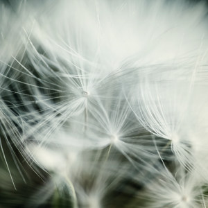 Pusteblume