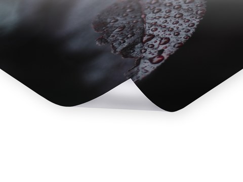 Regentropfen auf Kirschbaumlaub