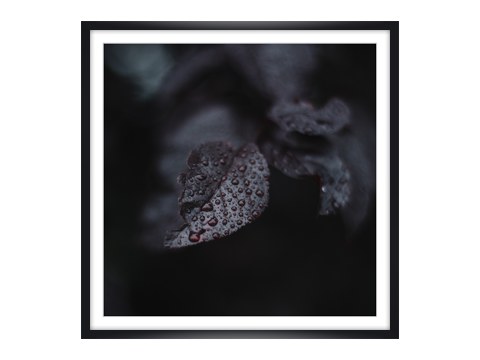 Regentropfen auf Kirschbaumlaub