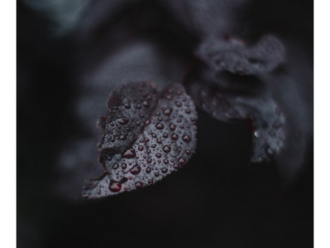 Regentropfen auf Kirschbaumlaub