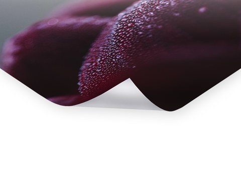 Dunkelrote Dahlienbluetenblaetter