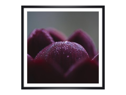 Dunkelrote Dahlienbluetenblaetter