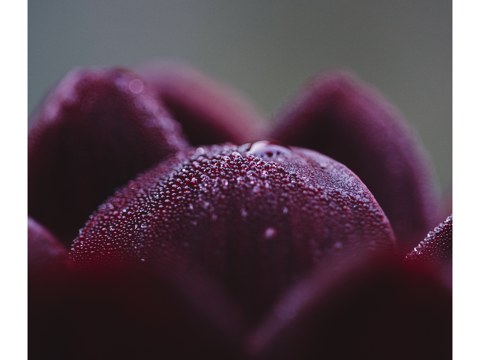 Dunkelrote Dahlienbluetenblaetter