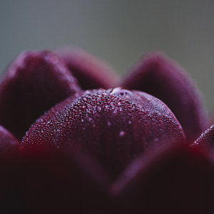 Dunkelrote Dahlienbluetenblaetter