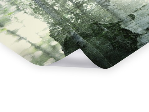 Durchleuchtete Birken im Doppel