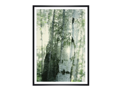 Durchleuchtete Birken im Doppel