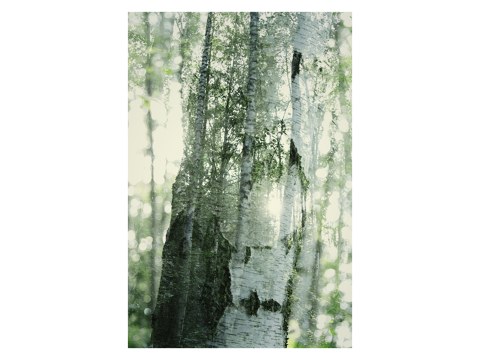 Durchleuchtete Birken im Doppel