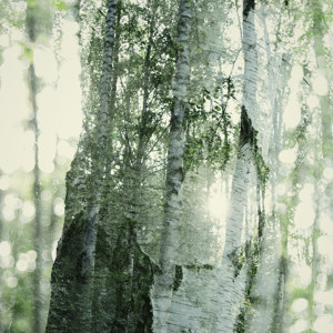 Durchleuchtete Birken im Doppel